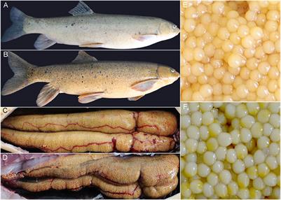 Metabolome and Transcriptome Analysis of Liver and Oocytes of Schizothorax o’connori Raised in Captivity